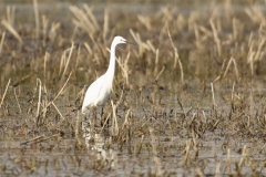 Little Egret Side View on Marsh