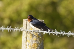 Swallow Side View on Wire