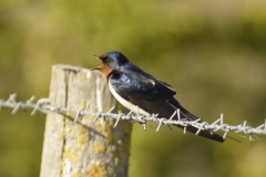 Swallow Side View on Wire