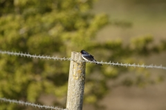 Swallow Side View on Wire