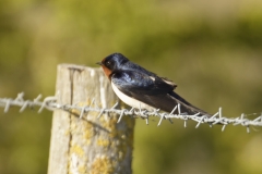 Swallow Side View on Wire