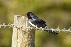 Swallow Side View on Wire