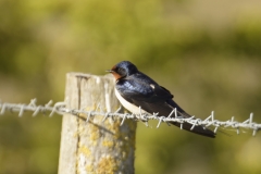 Swallow Side View on Wire