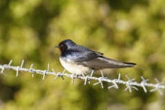 Swallow Side View on Wire