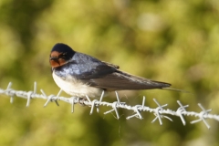 Swallow Side View on Wire