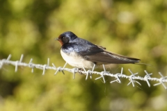 Swallow Side View on Wire