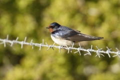 Swallow Side View on Wire