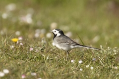 Pied Wagtail Side View on Ground