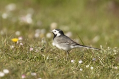 Pied Wagtail Side View on Ground