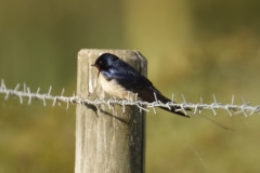 Swallow Side View on Wire