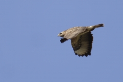 Buzzard Side View in Flight