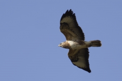 Buzzard Side View in Flight