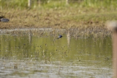 Swallow in Flight