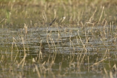 Swallow in Flight