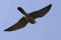 Male Kestrel Underneath View in Flight