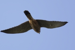 Male Kestrel Underneath View in Flight