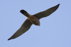 Male Kestrel Underneath View in Flight