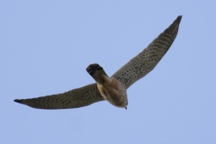 Male Kestrel Underneath View in Flight