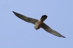 Male Kestrel Underneath View in Flight