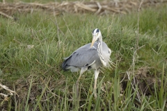 Grey Heron Front View on Water Bank