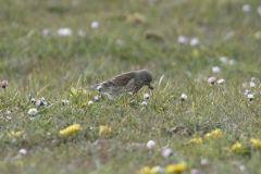 Linnet Side View on Meadow