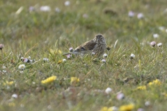 Linnet Side View on Meadow