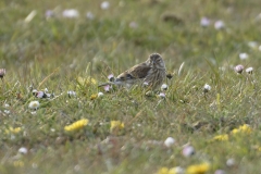 Linnet Side View on Meadow