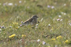 Linnet Side View on Meadow