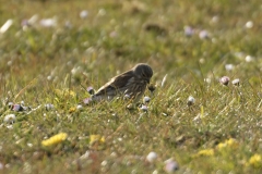 Linnet Side View on Meadow