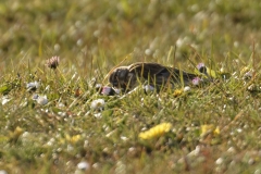 Linnet Side View on Meadow