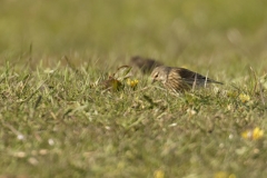 Linnet Side View on Meadow