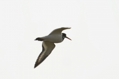 Oystercatcher Side View in Flight