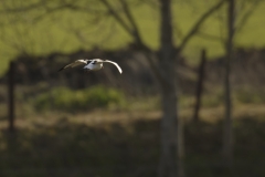 Oystercatcher Back View in Flight