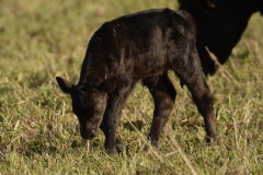 Calf Side View in Meadow