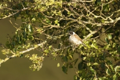 Male Reed Bunting Side View on Branch