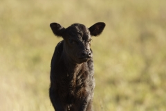 Calf Front View in Meadow