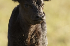 Calf Front View in Meadow