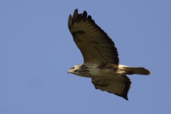 Buzzard Side View in Flight