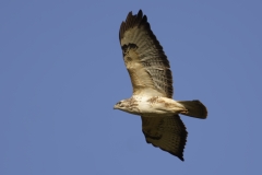 Buzzard Side View in Flight