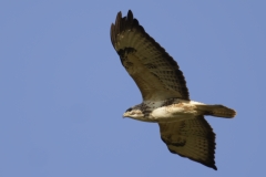 Buzzard Side View in Flight