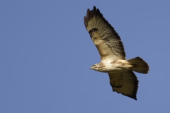 Buzzard Side View in Flight