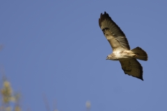 Buzzard Side View in Flight