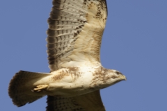 Buzzard Side View in Flight