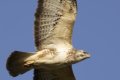 Buzzard Side View in Flight
