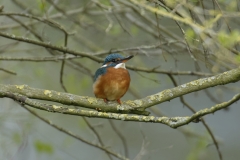 Male Kingfisher Front View on Branch