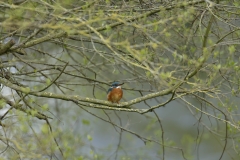 Male Kingfisher Front View on Branch