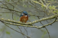 Male Kingfisher Front View on Branch