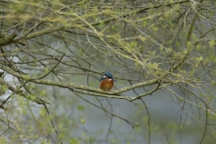 Male Kingfisher Front View on Branch