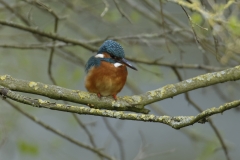 Male Kingfisher Front View on Branch