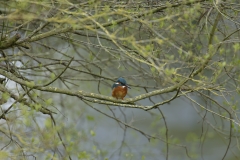 Male Kingfisher Front View on Branch